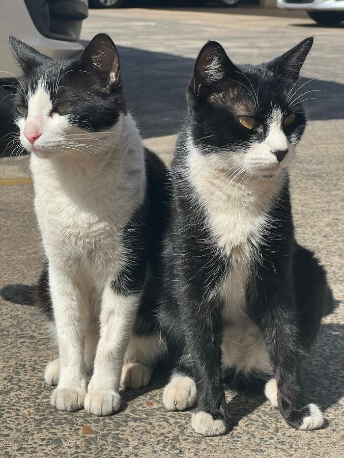A Woman Bought A Car And Turned It Into A Cozy Home For Stray Cats