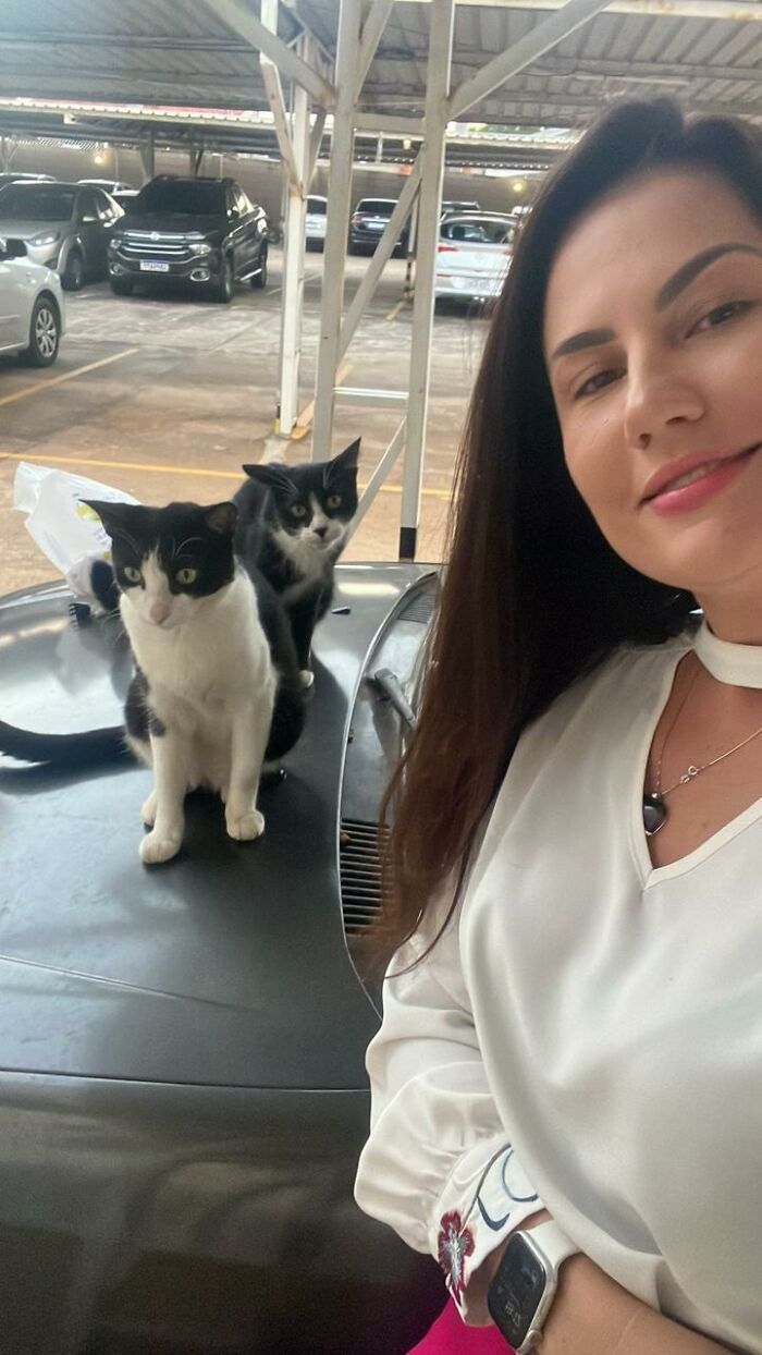 A Woman Bought A Car And Turned It Into A Cozy Home For Stray Cats