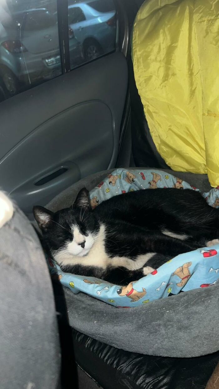 A Woman Bought A Car And Turned It Into A Cozy Home For Stray Cats