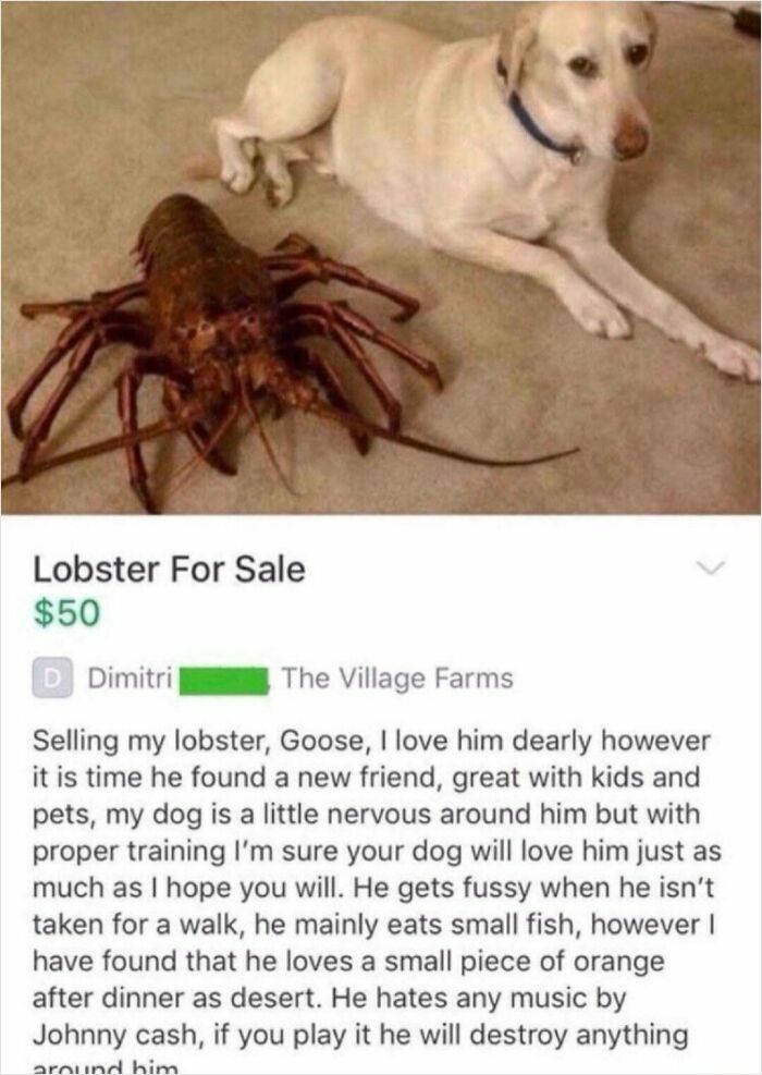 98 Unhinged Things People Thought They Could Sell Online
