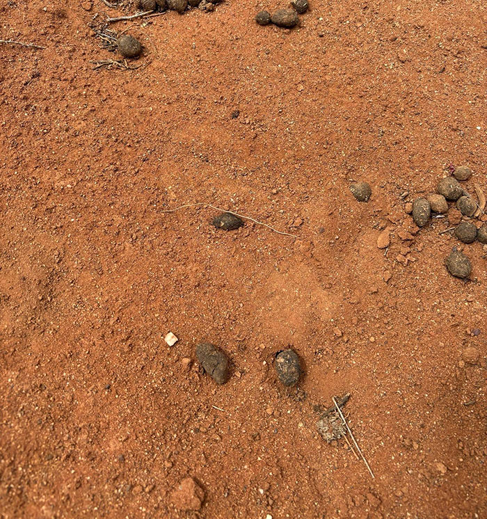 Major Twist In 4YO Gus&#8217; Mysterious Vanishing In Outback As Rescuer&#8217;s Claim Sparks Chilling Theory