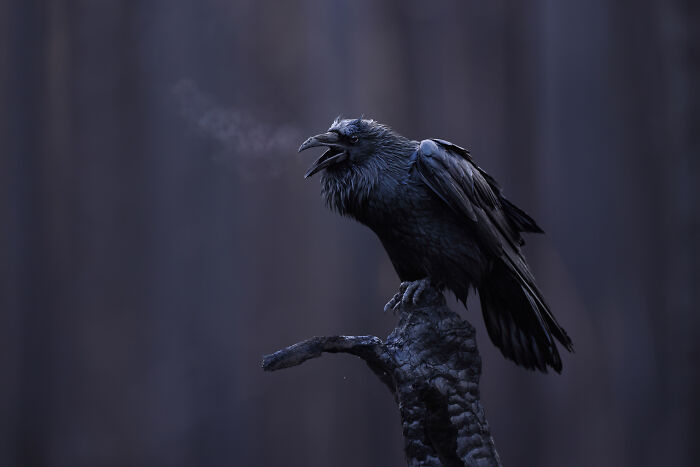 The Finalists Of  Photographer Of The Year Are In And Here Are 26 Winning Images