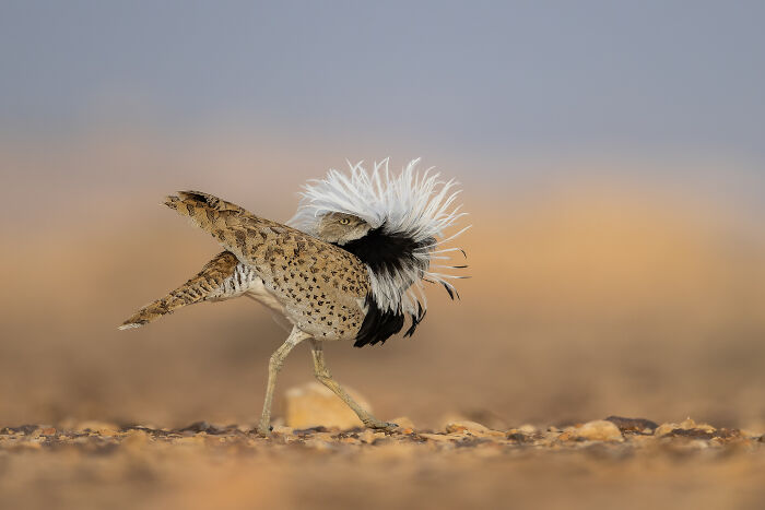 The Finalists Of  Photographer Of The Year Are In And Here Are 26 Winning Images
