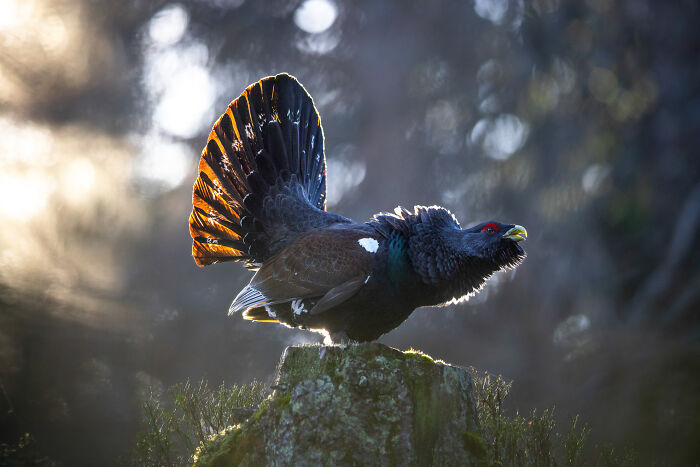 The Finalists Of  Photographer Of The Year Are In And Here Are 26 Winning Images