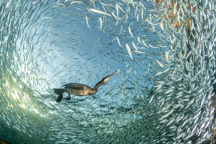The Finalists Of  Photographer Of The Year Are In And Here Are 26 Winning Images