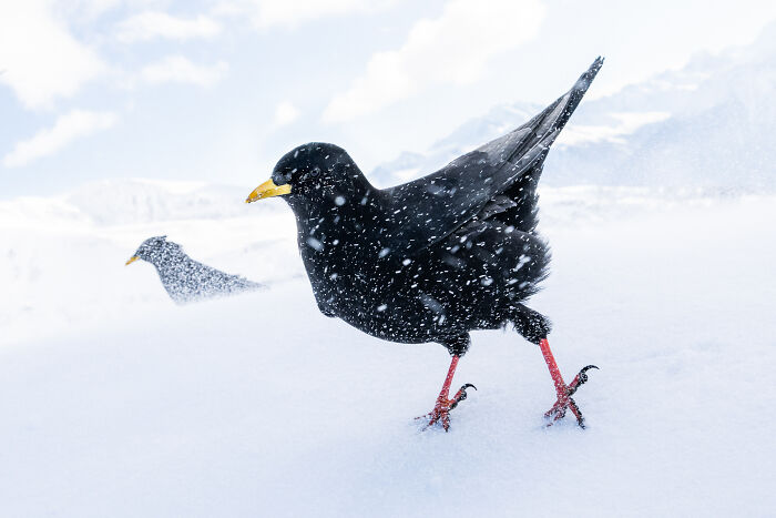 The Finalists Of  Photographer Of The Year Are In And Here Are 26 Winning Images