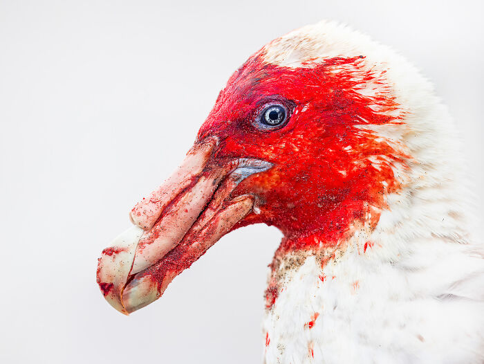 The Finalists Of  Photographer Of The Year Are In And Here Are 26 Winning Images