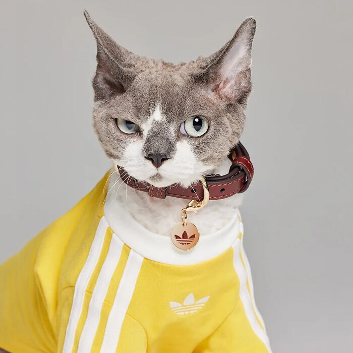 This Brand Created A Fashion Line For Pets, And Here Are 20 Highlights