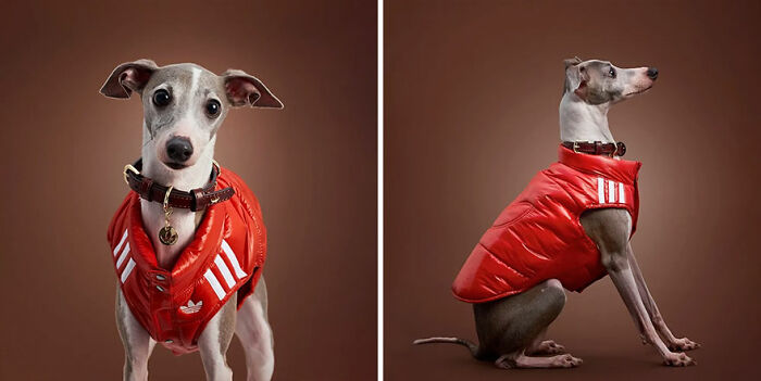 This Brand Created A Fashion Line For Pets, And Here Are 20 Highlights