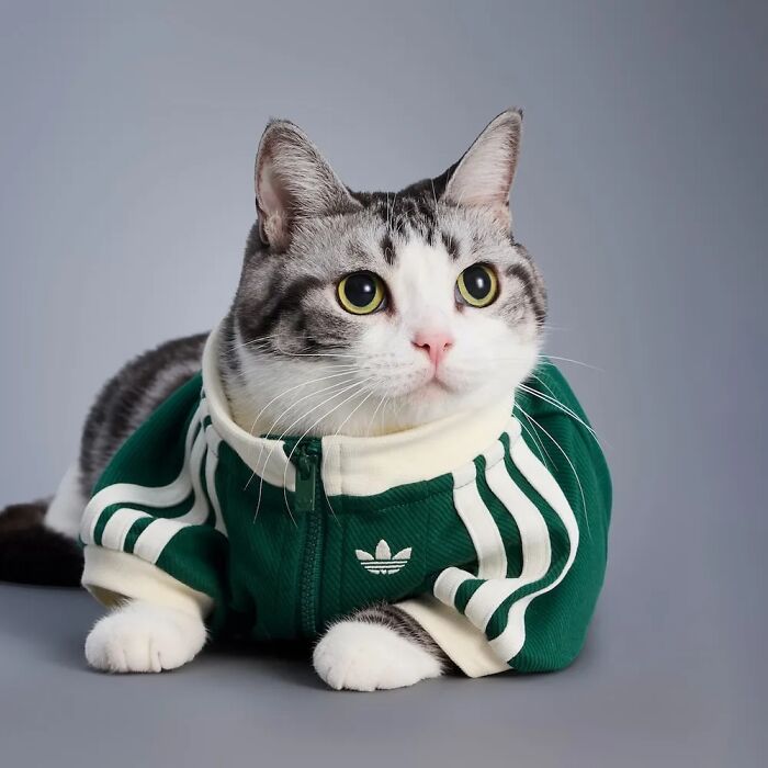 This Brand Created A Fashion Line For Pets, And Here Are 20 Highlights
