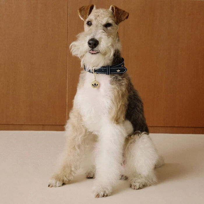 This Brand Created A Fashion Line For Pets, And Here Are 20 Highlights