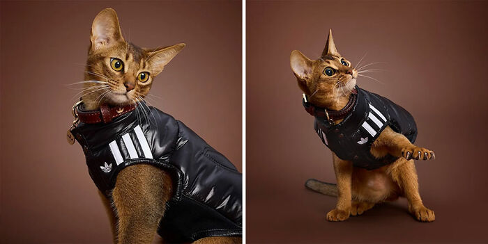 This Brand Created A Fashion Line For Pets, And Here Are 20 Highlights