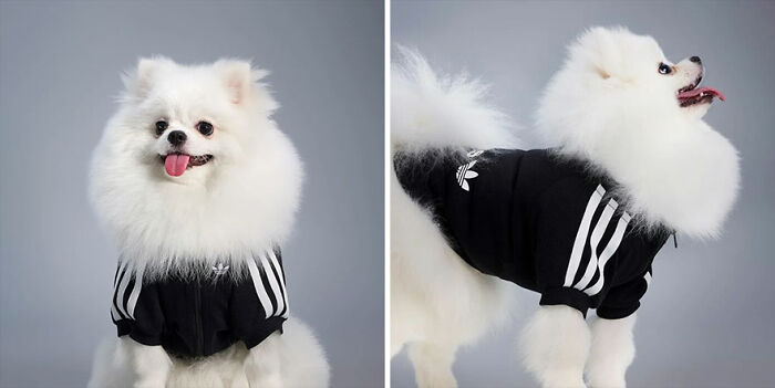 This Brand Created A Fashion Line For Pets, And Here Are 20 Highlights