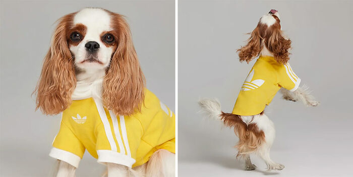 This Brand Created A Fashion Line For Pets, And Here Are 20 Highlights