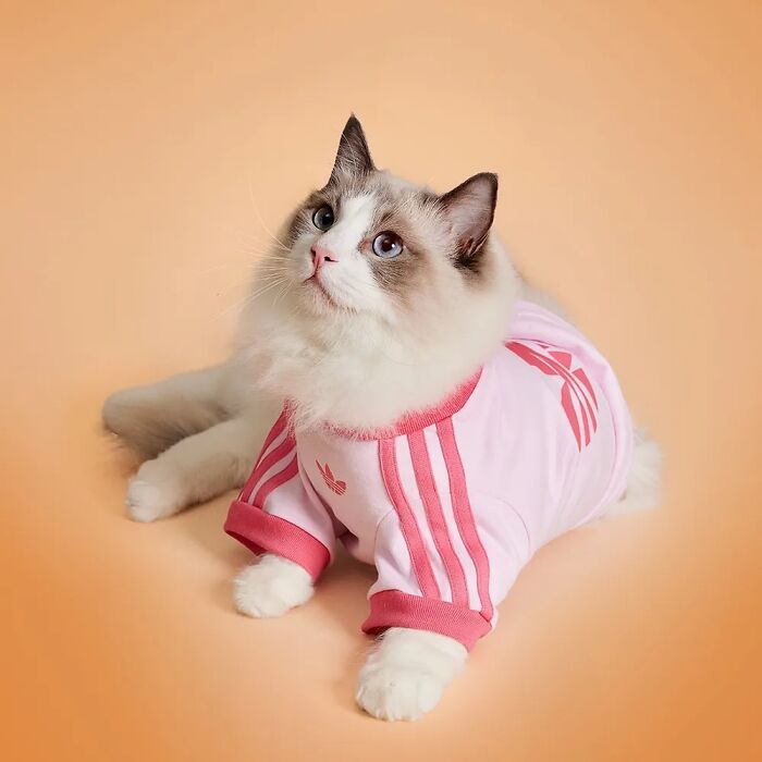 This Brand Created A Fashion Line For Pets, And Here Are 20 Highlights