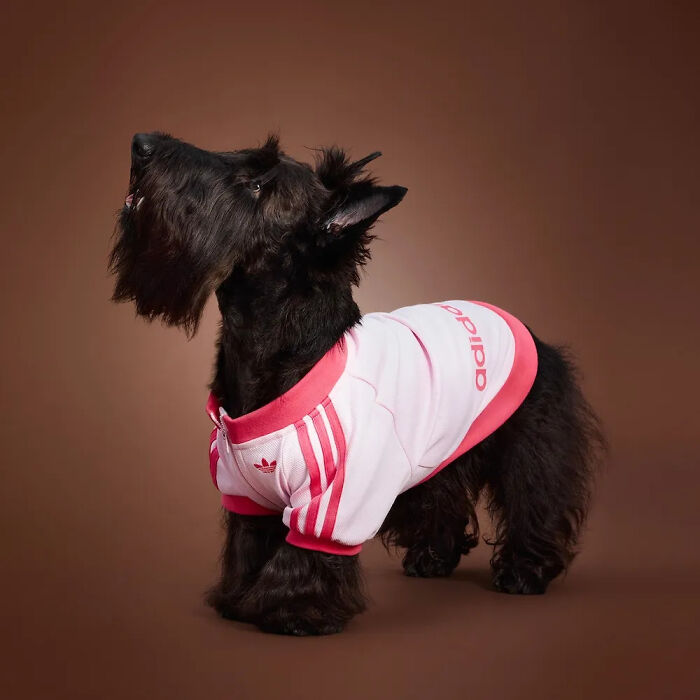 This Brand Created A Fashion Line For Pets, And Here Are 20 Highlights