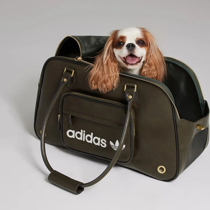 This Brand Created A Fashion Line For Pets, And Here Are 20 Highlights