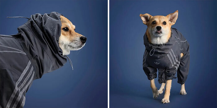 This Brand Created A Fashion Line For Pets, And Here Are 20 Highlights