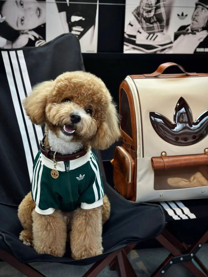 This Brand Created A Fashion Line For Pets, And Here Are 20 Highlights
