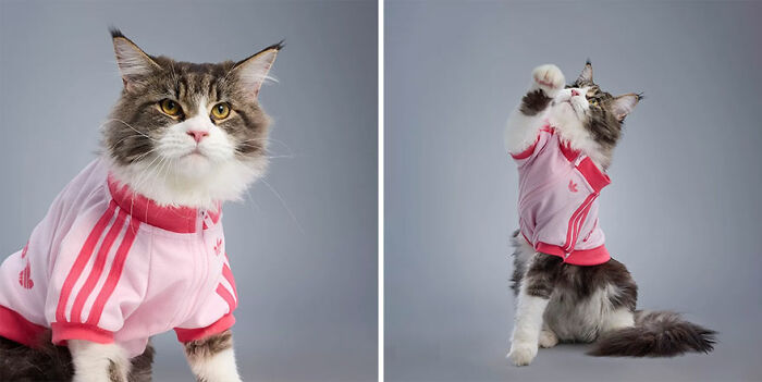 This Brand Created A Fashion Line For Pets, And Here Are 20 Highlights
