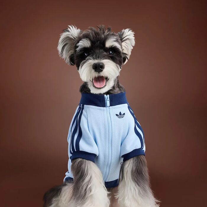 This Brand Created A Fashion Line For Pets, And Here Are 20 Highlights