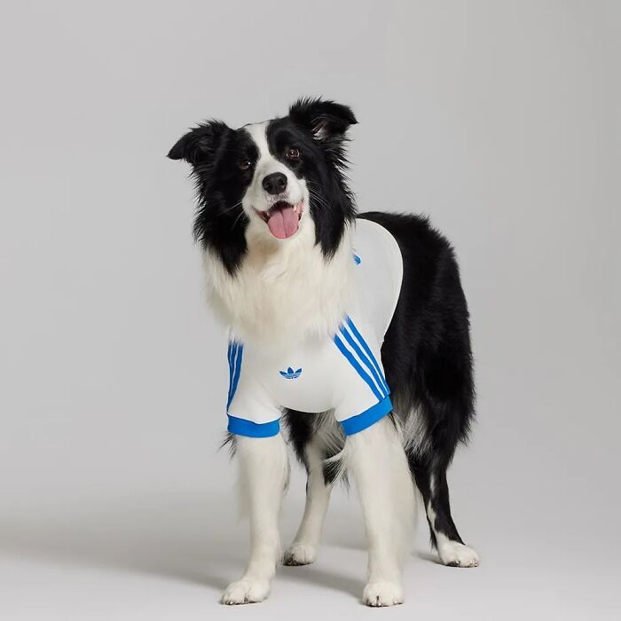 This Brand Created A Fashion Line For Pets, And Here Are 20 Highlights