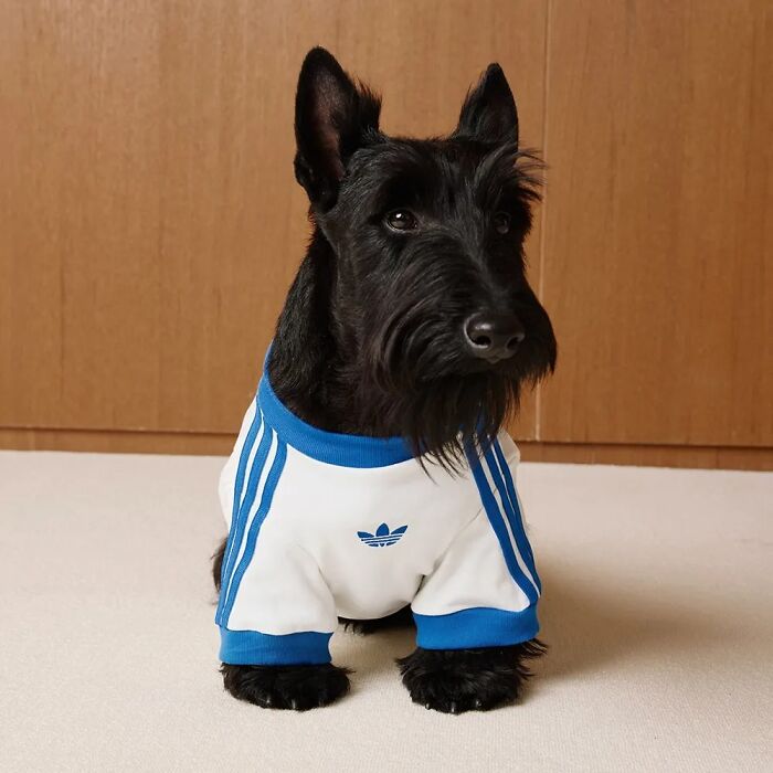 This Brand Created A Fashion Line For Pets, And Here Are 20 Highlights