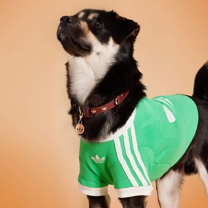 This Brand Created A Fashion Line For Pets, And Here Are 20 Highlights