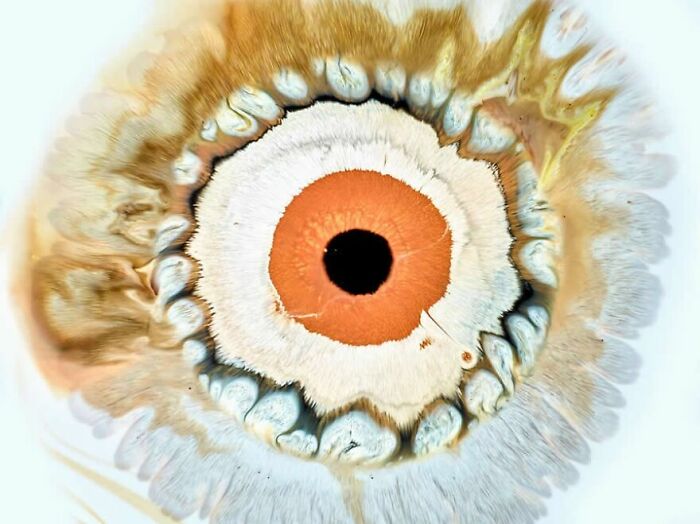 This Photographer Captures Ink and Water Collisions That Look Like Human Eyes (17 Pics)