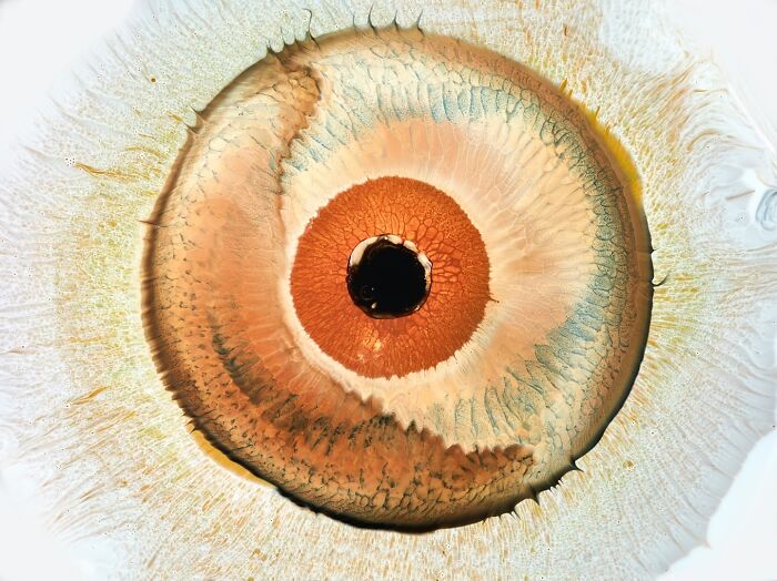 This Photographer Captures Ink and Water Collisions That Look Like Human Eyes (17 Pics)