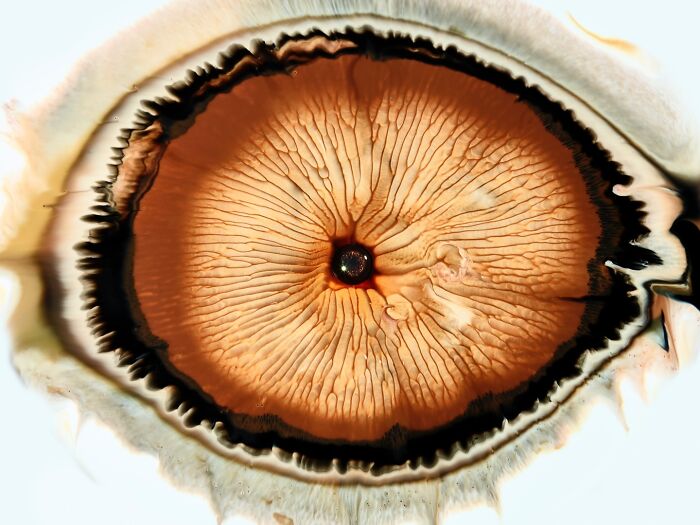 This Photographer Captures Ink and Water Collisions That Look Like Human Eyes (17 Pics)