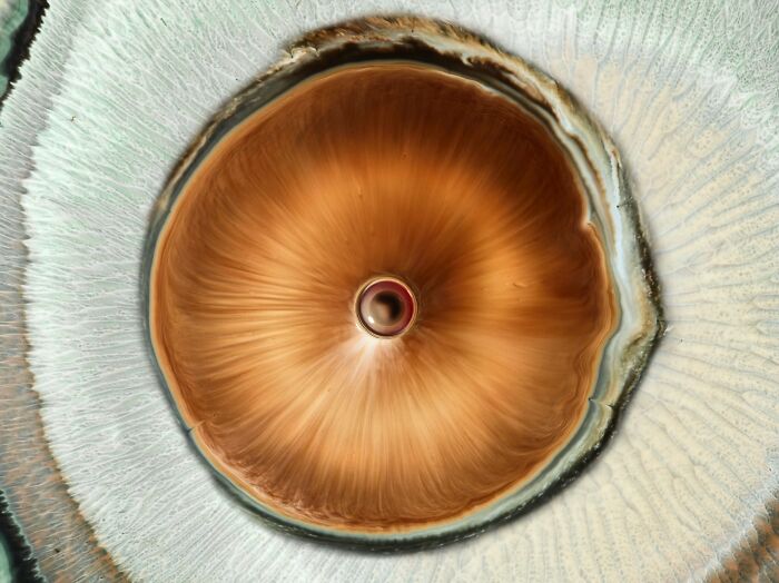 This Photographer Captures Ink and Water Collisions That Look Like Human Eyes (17 Pics)