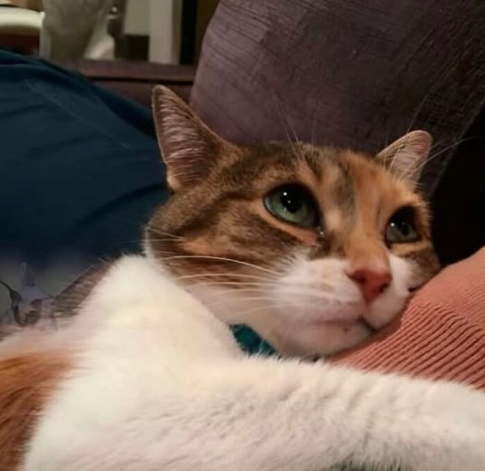 39 Cat Photos So Adorable And Chaotic They Might Just Fix Your Bad Mood Instantly