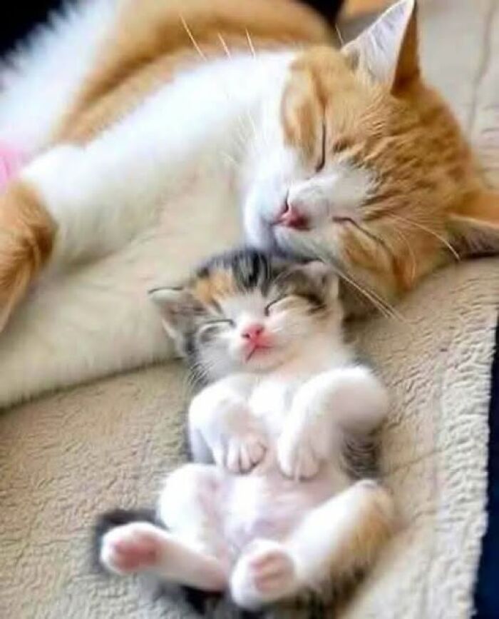 39 Cat Photos So Adorable And Chaotic They Might Just Fix Your Bad Mood Instantly