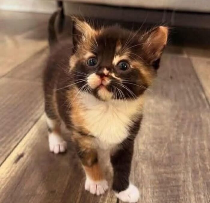 39 Cat Photos So Adorable And Chaotic They Might Just Fix Your Bad Mood Instantly