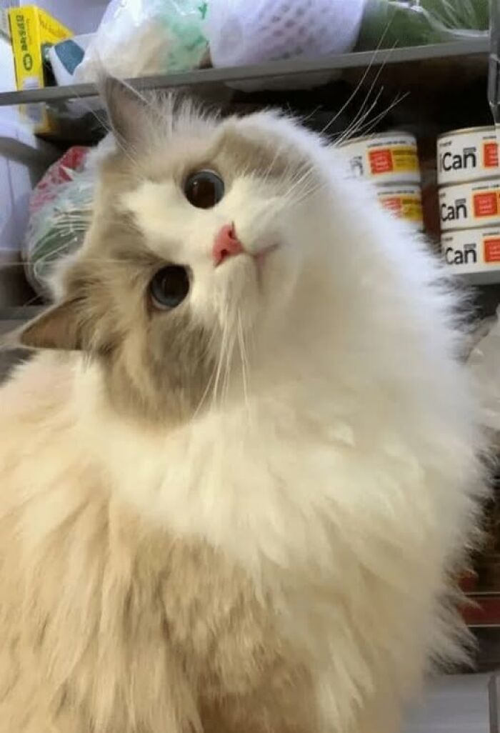 39 Cat Photos So Adorable And Chaotic They Might Just Fix Your Bad Mood Instantly