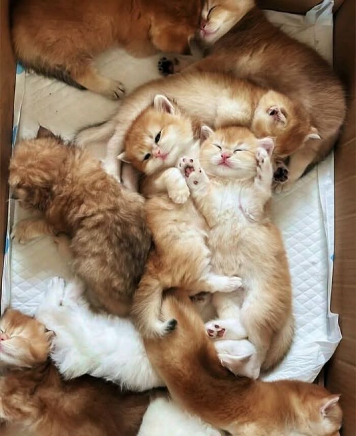 39 Cat Photos So Adorable And Chaotic They Might Just Fix Your Bad Mood Instantly