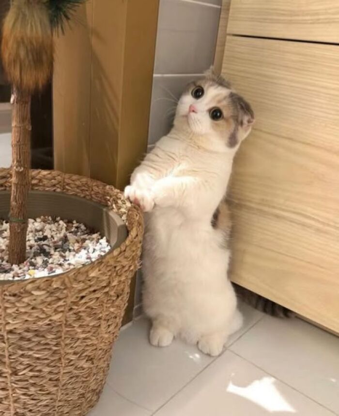 39 Cat Photos So Adorable And Chaotic They Might Just Fix Your Bad Mood Instantly