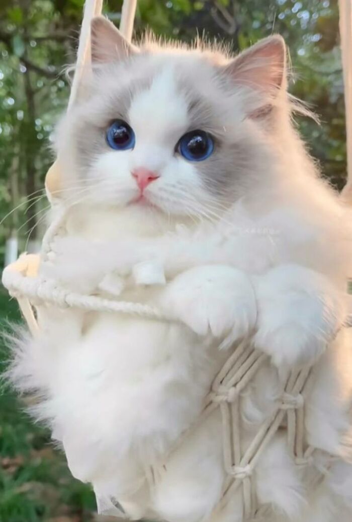 39 Cat Photos So Adorable And Chaotic They Might Just Fix Your Bad Mood Instantly