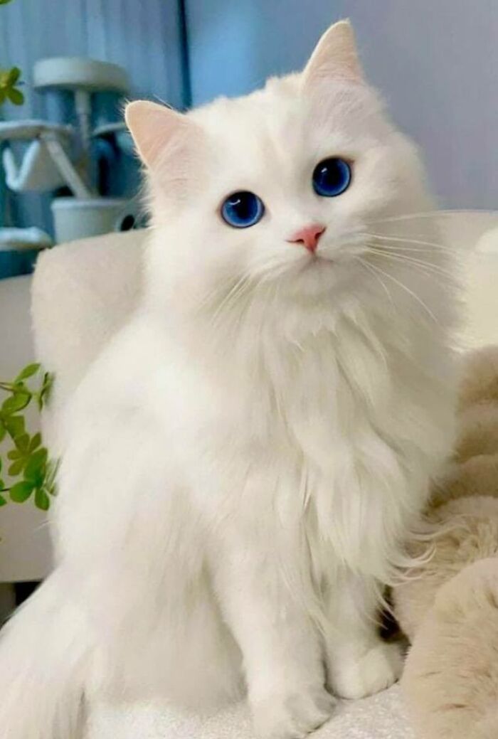 39 Cat Photos So Adorable And Chaotic They Might Just Fix Your Bad Mood Instantly
