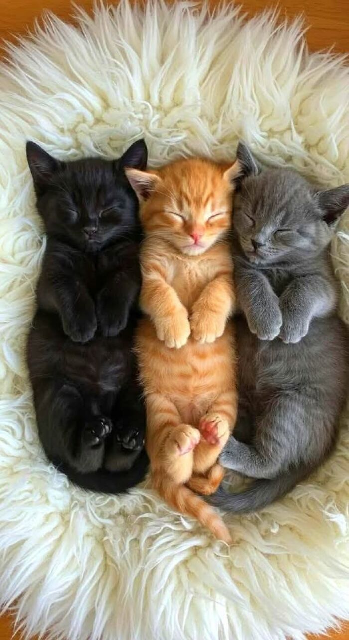 39 Cat Photos So Adorable And Chaotic They Might Just Fix Your Bad Mood Instantly
