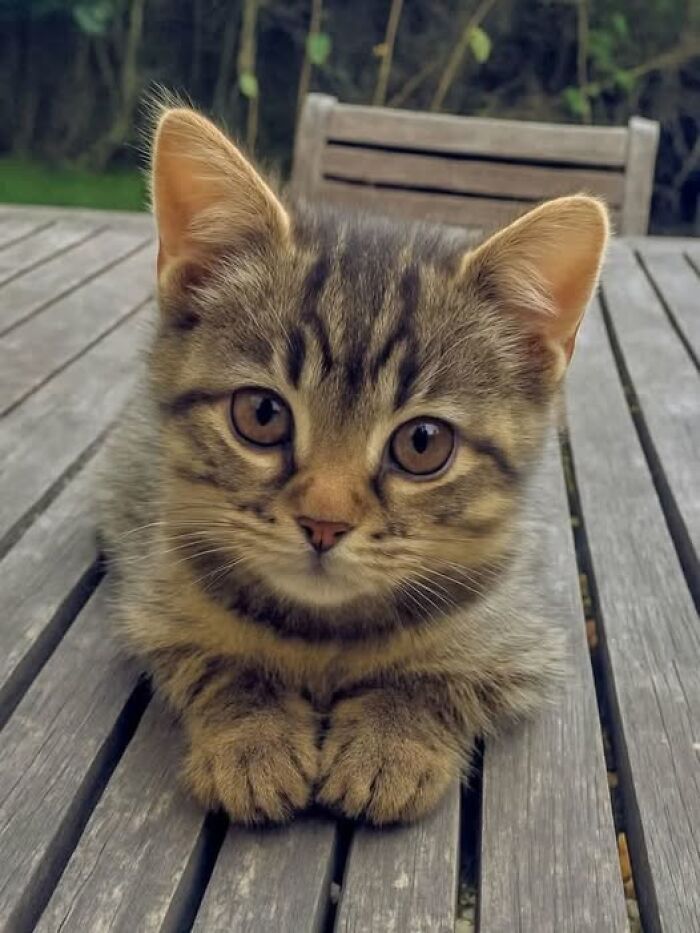 39 Cat Photos So Adorable And Chaotic They Might Just Fix Your Bad Mood Instantly
