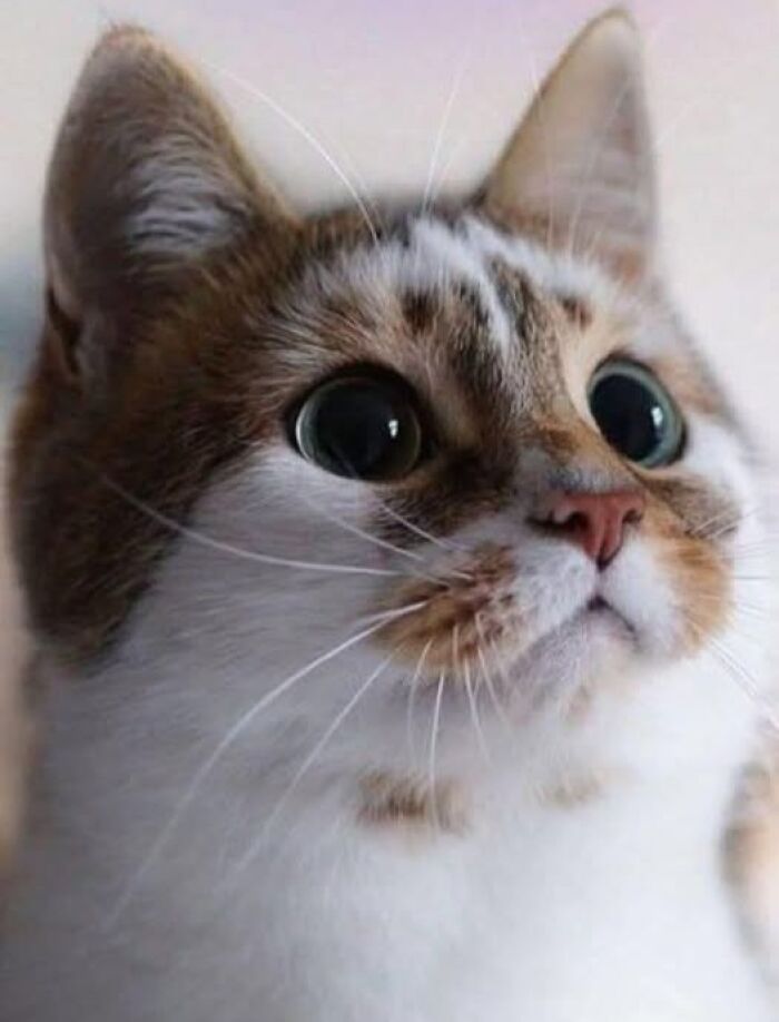 39 Cat Photos So Adorable And Chaotic They Might Just Fix Your Bad Mood Instantly