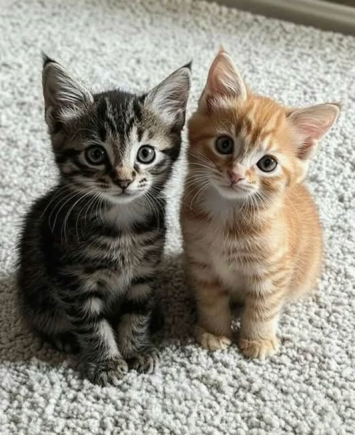 39 Cat Photos So Adorable And Chaotic They Might Just Fix Your Bad Mood Instantly