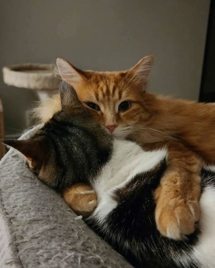 39 Cat Photos So Adorable And Chaotic They Might Just Fix Your Bad Mood Instantly