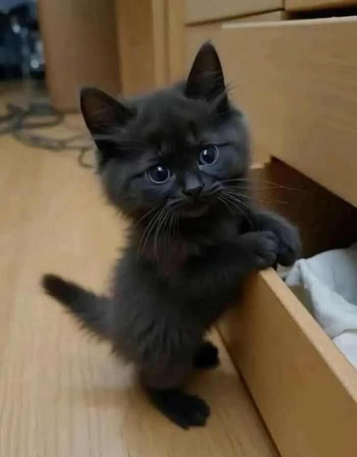 39 Cat Photos So Adorable And Chaotic They Might Just Fix Your Bad Mood Instantly
