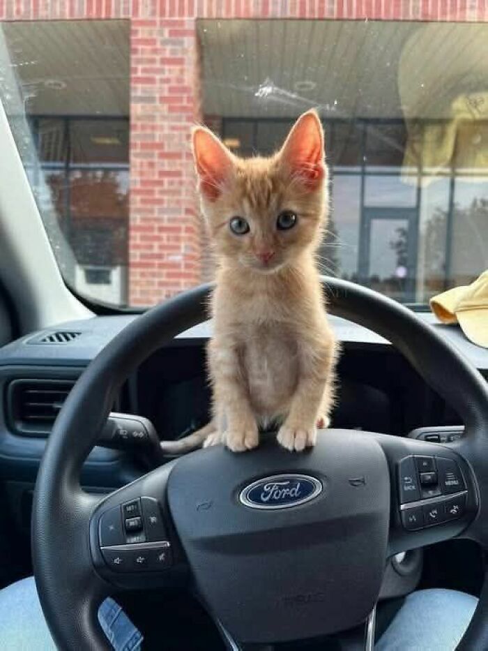 39 Cat Photos So Adorable And Chaotic They Might Just Fix Your Bad Mood Instantly