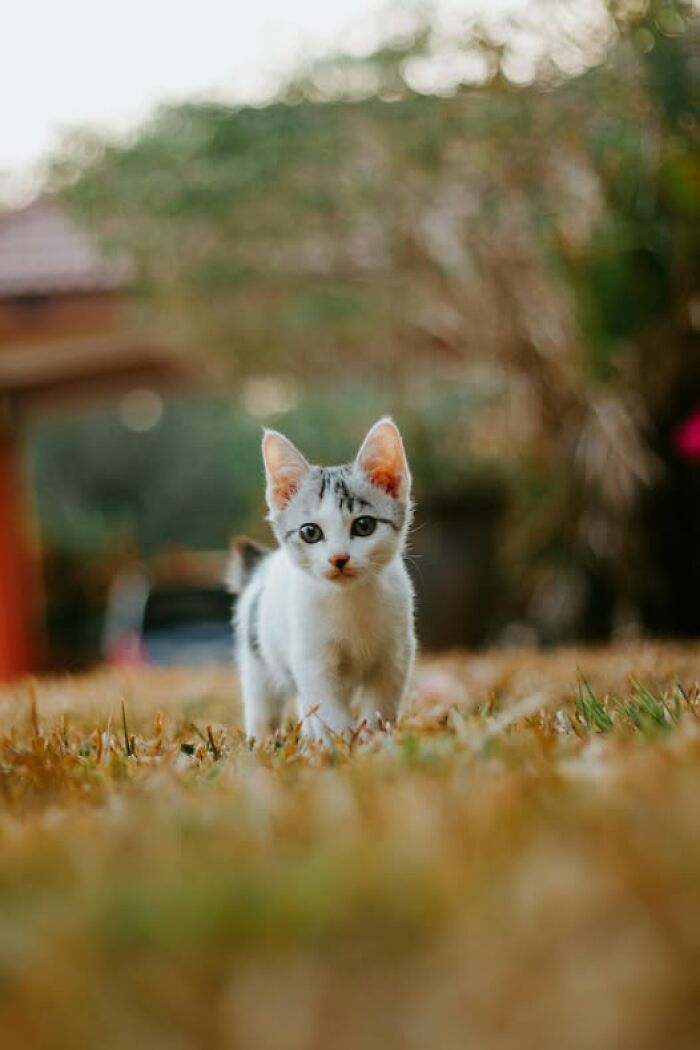 39 Cat Photos So Adorable And Chaotic They Might Just Fix Your Bad Mood Instantly