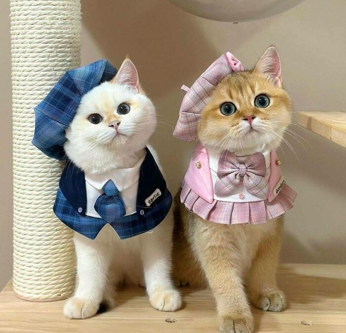 39 Cat Photos So Adorable And Chaotic They Might Just Fix Your Bad Mood Instantly