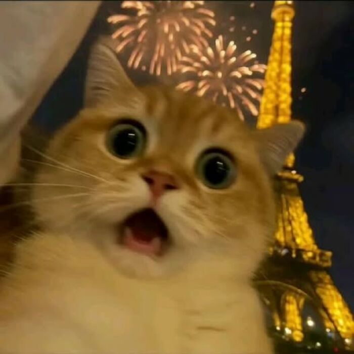 39 Cat Photos So Adorable And Chaotic They Might Just Fix Your Bad Mood Instantly